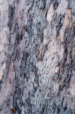 Eski ağaç kabuğu deseni soyut bir doku arkaplanıdır..