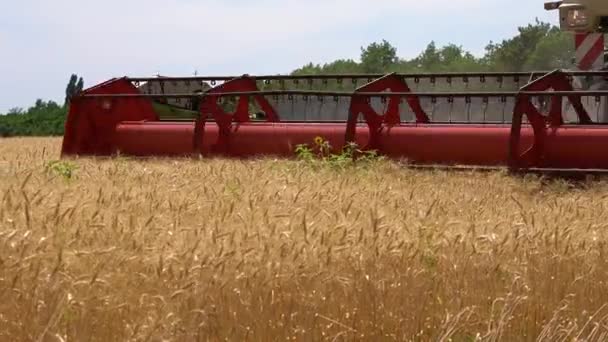 Efficient Harvester Reaps Wheat Field Bringing Gitiful Harvest Farmer — стоковое видео