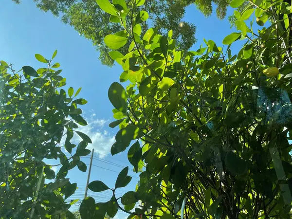 Yeşil yapraklar, bitki örtüsü, bitki örtüsü.