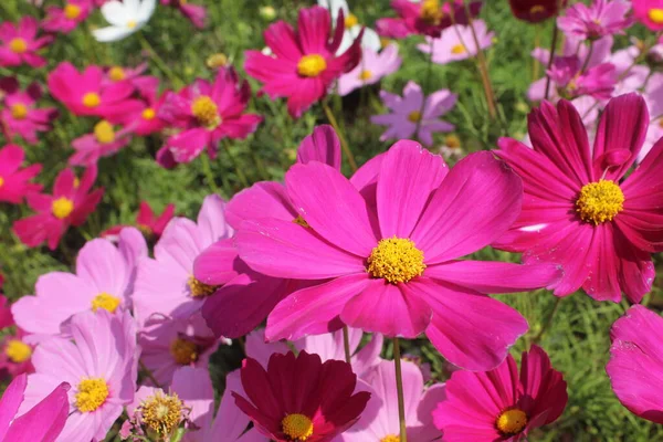 Flores Pequeñas Diferentes Colores Todas Hermosas — Foto de Stock