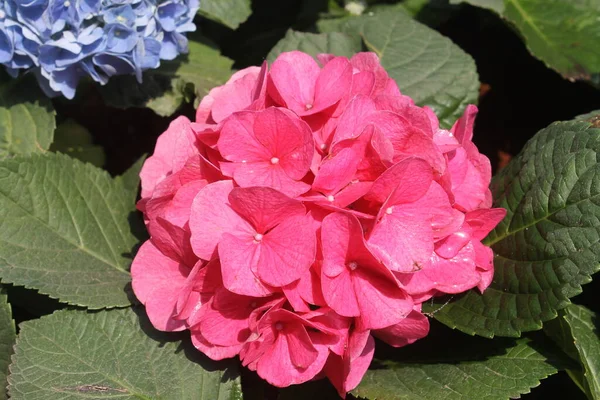 Kleine Bloemen Verschillende Kleuren Allemaal Mooi — Stockfoto