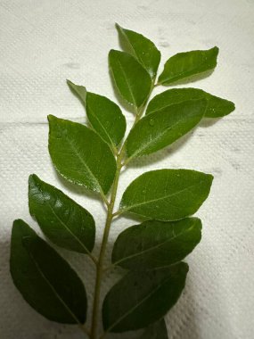 Ağaçların yemyeşil yaprakları, taze insanlar.