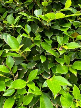 Ağaçların yemyeşil yaprakları, taze insanlar.