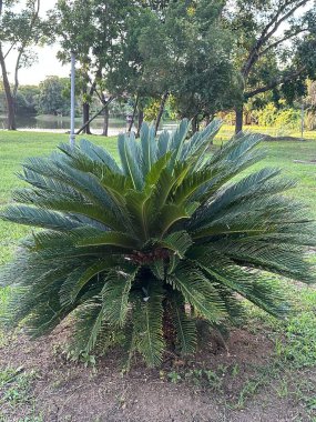 Ağaçların yemyeşil yaprakları, taze insanlar.