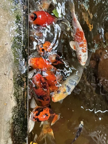 Beautiful fish refresh the world. This is a picture of a koi fish.
