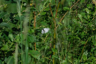 Rowan Beyaz Kelebek yaprağın üstünde