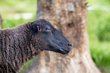 Koyu kahverengi bir kuzunun kafası