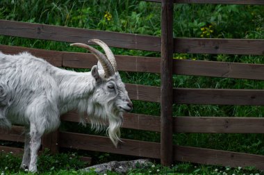 Uzun sakallı bir keçi çitin kenarında oturuyor.