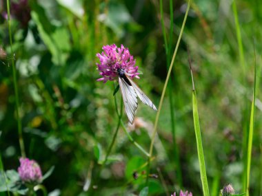 Beyaz Rowan kelebeği menekşe çiçeğinin üzerinde