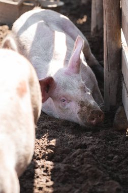 Domuz çamurda yatıyor.