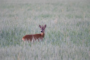 Sazlıklarda genç bir geyik Arkasına bakıyor