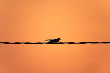 Gün batımına karşı elektrikli telde oturan kuş.