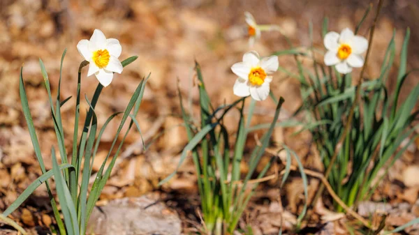 Daffodils Início Primavera Contra Folhas Outono Marrom Fundo — Fotografia de Stock