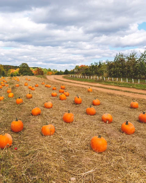 Pick Your Own Pumpkin Patch Halloween Classic New England Farm — Stock Photo, Image