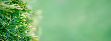 yeşil arborvitae bitki yaprakları İlkbaharda, afiş arka planı