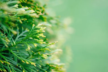 Yeşil arborvitae bitki yapraklarını kapatın.