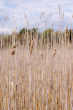 Geniş Tohum Kafalı Uzun Bataklık Çimenleri