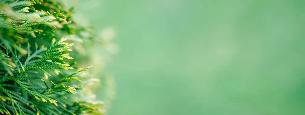 Arborvitae Verde Pianta Cespuglio Foglie Primavera Sfondo Banner — Foto Stock