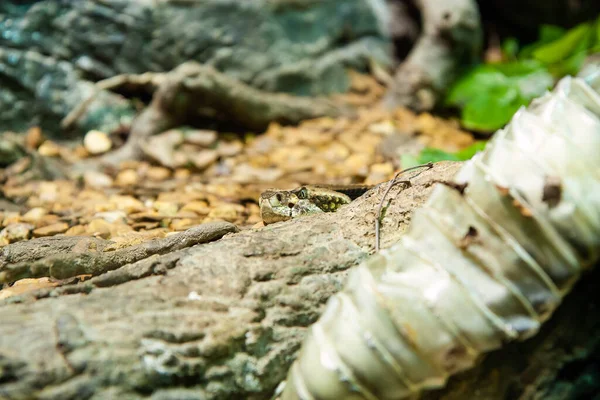 Venomous Pit Viper Cascavel Close Escondido Chão Com Pele Cobra — Fotografia de Stock