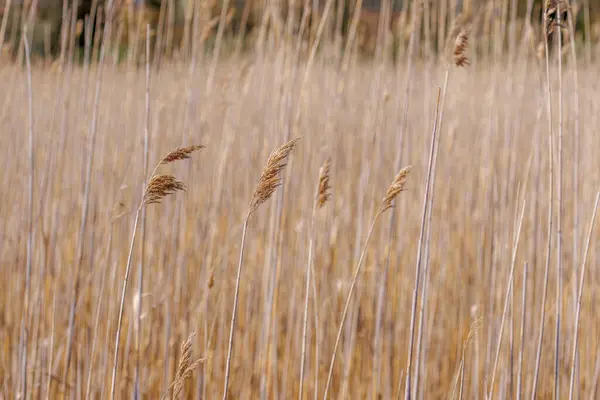 Tall Wild Marshland Grasses Large Seed Heads — Stock Photo, Image