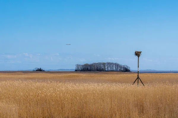 Nest Marshland Avian Habitat Amidst Tall Grass Clear Blue Sky — Stock Photo, Image