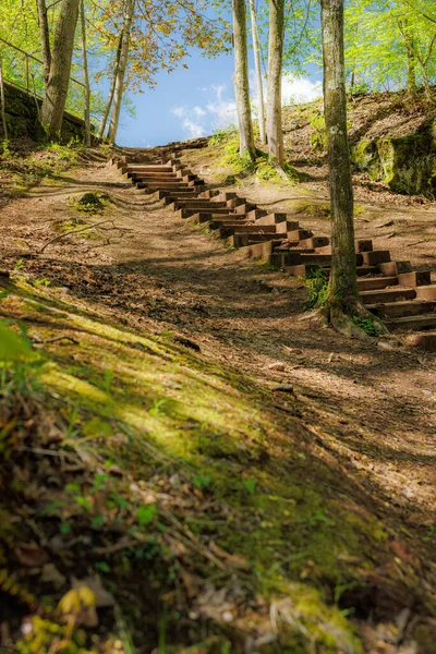 Verzauberter Waldweg Holztreppe Inmitten Sattgrünen Waldes — Stockfoto