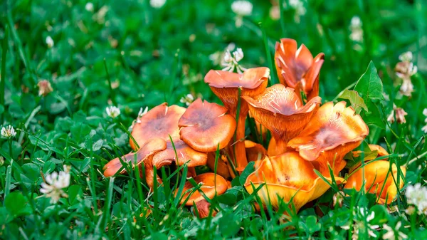 绿草中长有三叶草的蘑菇真菌 — 图库照片