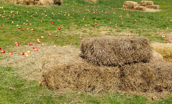 Autumn Harvest Hay Bales New England Fall Orchard Apples Grass — Stock Photo, Image