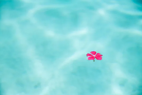 Pétalo Una Sola Flor Rosa Flotando Agua Clara Piscina — Foto de Stock