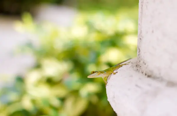 Gecko Klampte Zich Vast Aan Stenen Zuil — Stockfoto