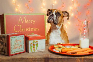 Boksör Köpek Noel Baba 'yı Hediyeler ve Hediyelerle Bekliyor