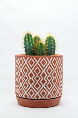 Dekoratif Terracotta çömleğinde beyaz arka planda kaktüs