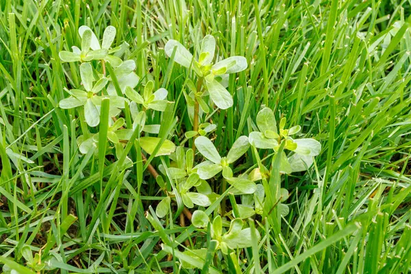 stock image Closeup of Prostrate Spurge Lawn Weed, Euphorbia Maculata