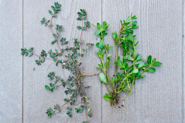 stock image Closeup Comparison of Prostrate Spurge Euphorbia prostrata and Spotted Spurge Chamaesyce maculata L.