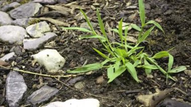 Çoklu Tiller, Digitaria sanguinalis ve Yengeç Çimeni