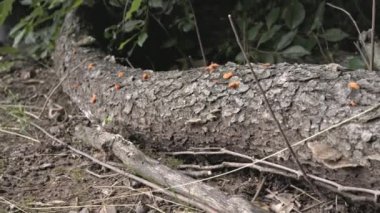 Çürüyen ağaç kütüğündeki mantarların tavuğu, Laetiporus sülfür.