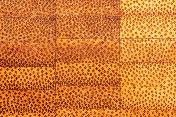 stock image Close-up Macro Image of Cross Section of Bamboo Wood