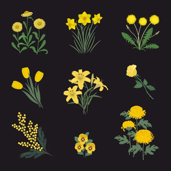 Kokoelma Keltaisia Kukkia Mustalla Taustalla Reffodilit Mimosa Tulppaanit Voikukat Krysanteemit — vektorikuva