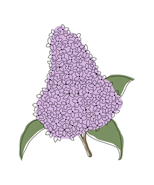 Lilac branch. Purple lilac flowers with leaves. Line Art. Spring flowers. Floral composition. Vector illustration on white background