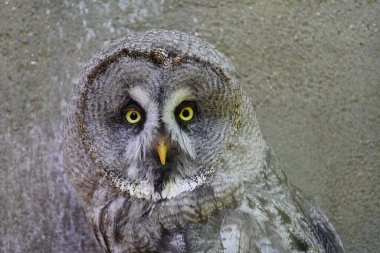 Strix nebulosa (Strix nebulosa) Strigidae familyası. Vogelpark Walsrode, Almanya.