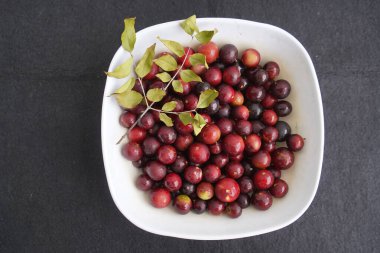 Camu fruits (Myrciaria dubia) Myrtaceae family, on the bush, on the banks of the Rio Negro. Amazon - Brazil