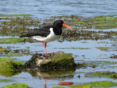 Євразійська oystercatcher (haematopus ostralegus), відомий також як спільної oystercatcher строкатий, або (в Європі) просто oystercatcher, це прибережний птах в oystercatcher птах родини haematopodidae