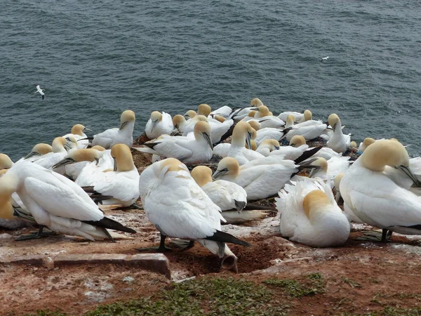 Kara kaşlı albatros (Thalassarche melanofrileri) Almanya 'nın Helgoland adasında