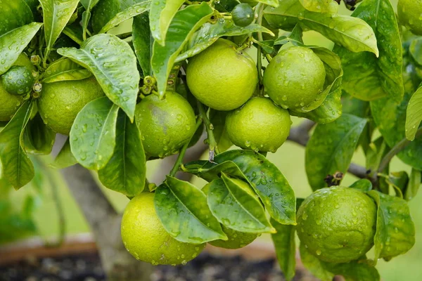 Citrus aurantium, Bizzaria di Mentara, Rutaceae ailesi. Hanover Berggarten, Almanya.