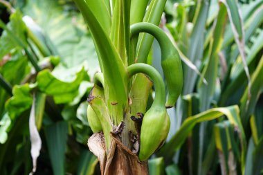 Typhonodorum, Araceae familyasından çiçekli bir bitki cinsidir. Bu cinsi oluşturan tek tür tifonodorum lindleyanum 'dur. Hanover Berggarten, Almanya.