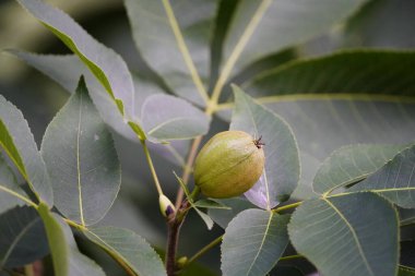 Carya ovata, Amerika Birleşik Devletleri 'nde ve Kanada' nın güneydoğusunda yaygın olarak bulunan bir hindistan cevizidir. Juglandaceae ailesi. Hanover Berggarten, Almanya,