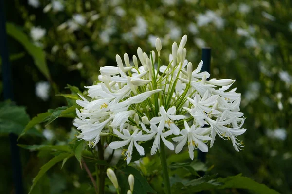 黄花百合白花 是开花植物科黄花科唯一的亚科黄花属植物 Hanover Berggarten — 图库照片