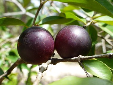 Camu camu meyveleri (Myrciaria dubia), Myrtaceae ailesi. Amazonlar, Brezilya.