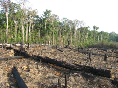 Destroyed tropical Amazon rainforest, Brazil.   clipart