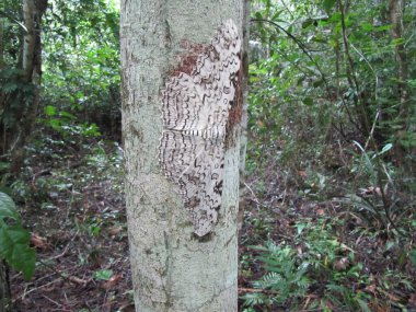 Kuş güvesi (Thysania agrippina) Erebidae familyası. Amazon yağmur ormanları, Brezilya